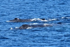 21 Pukkel-hvaler-iForårs-kådhed-med-mor-og-barn. Foto: Bo Jensen