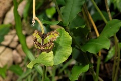 Fototur-til-Botanisk-Have_DSF2200-171