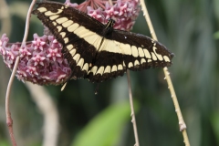 Fototur-til-Botanisk-Have_DSF2200-196