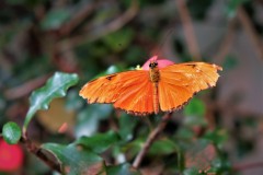 Fototur-til-Botanisk-Have