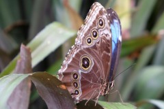 Fototur-til-Botanisk-Have