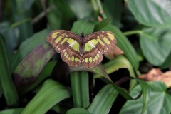 Fototur-til-Botanisk-Have