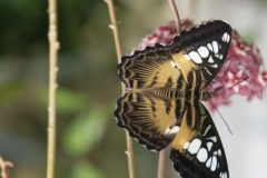 Fototur-til-Botanisk-Have