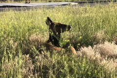 IMG_5444-Gardiner-Elk-in-the-Grass