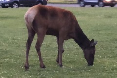 IMG_5469-Mammoth-Hot-Springs-Elk