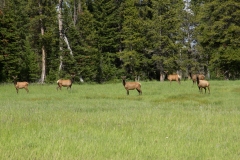 MG_0970-Elks