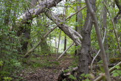 02-Aldershvile_apr2025_PS_LR