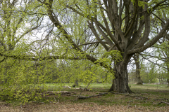 28-Aldershvile_apr2025_PS_LR_foto2