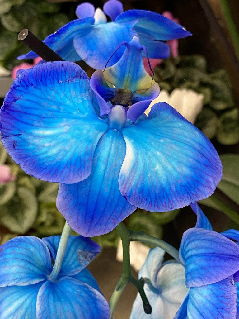 Tak for lederkurset! Her er en blå orkidé...