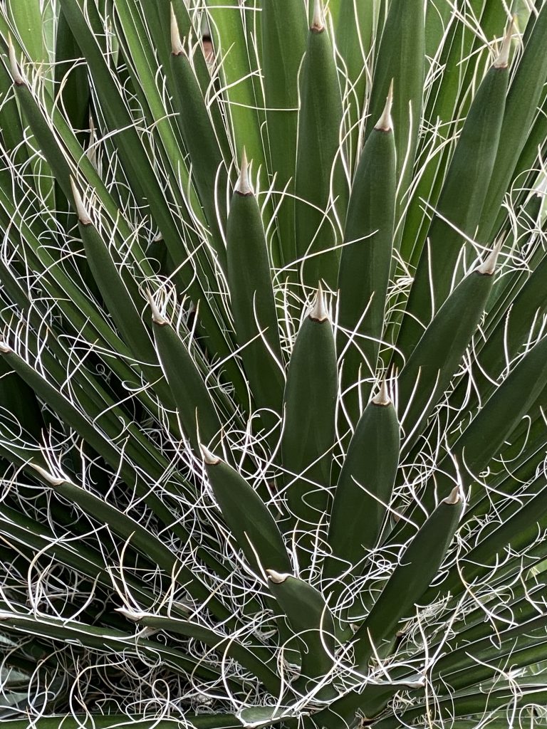 Close-up af kaktus i Botanisk Have.