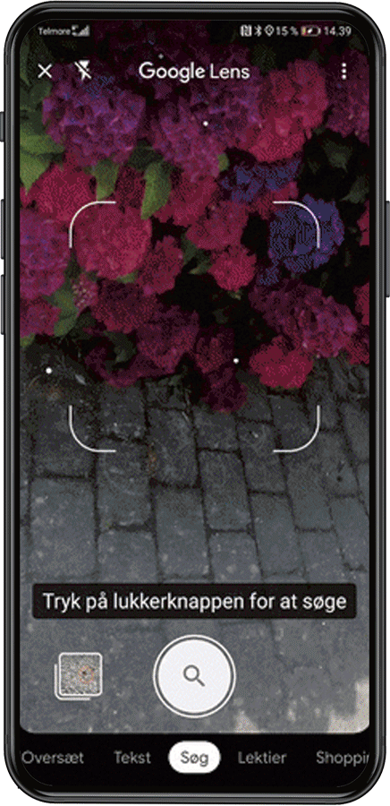En skærmoptagelse fra en smartphone af brugen af Google Lens til at fotografere en plante og derefter den succesfulde identifikation af den via Googles billedsøgemaskine.